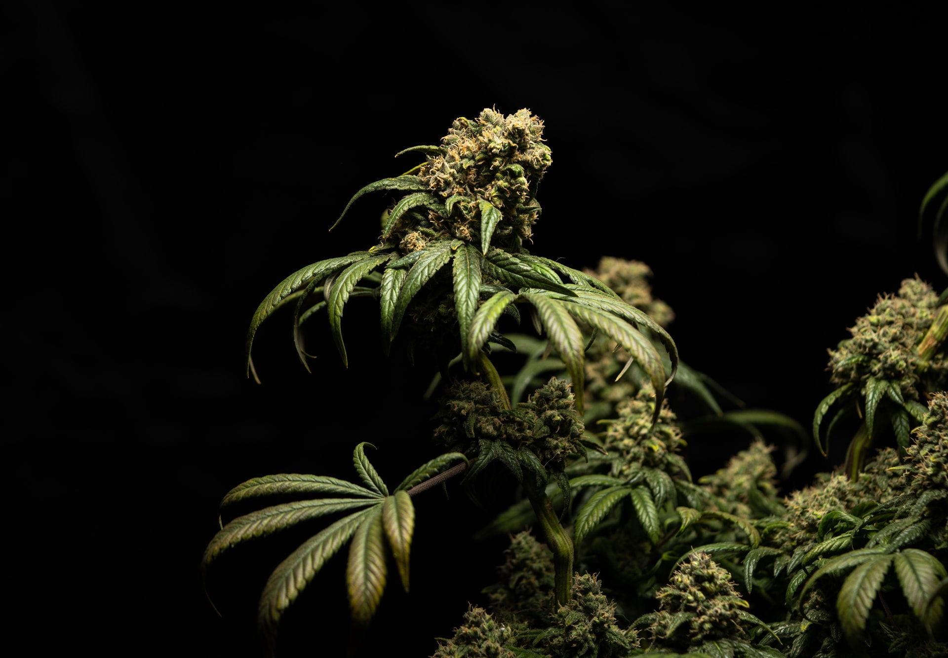 cannabis terpenes in MI
